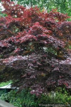 Red Japanese Maple - Acer Palmatum 'Atropurpureum' - 1 Gallon Pot -Outlet Drip Mingle Store Japanese Maple Atropurpureum 2