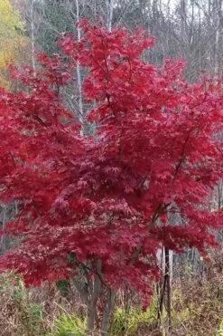 Red Japanese Maple - Acer Palmatum 'Atropurpureum' - 1 Gallon Pot -Outlet Drip Mingle Store Japanese Maple Atropurpureum 3