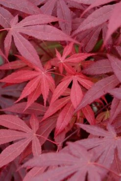 Red Japanese Maple - Acer Palmatum 'Atropurpureum' - 1 Gallon Pot -Outlet Drip Mingle Store Japanese Maple Atropurpureum 4