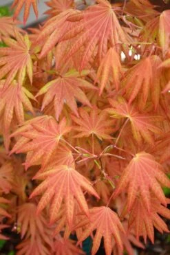 Autumn Moon Japanese Maple - 5 Gallon Pot (3-4')