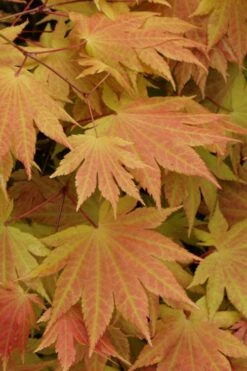 Autumn Moon Japanese Maple - 5 Gallon Pot (3-4') -Outlet Drip Mingle Store Japanese Maple Autumn Moon 3 1