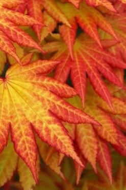 Autumn Moon Japanese Maple - 5 Gallon Pot (3-4') -Outlet Drip Mingle Store Japanese Maple Autumn Moon 4 1