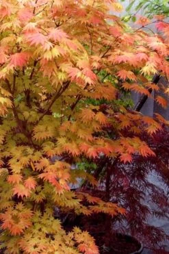 Autumn Moon Japanese Maple - 3 Gallon Pot (2.5 To 3.5') -Outlet Drip Mingle Store Japanese Maple Autumn Moon 7