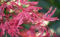 Beni Fushigi Japanese Maple - 1 Gallon Pot -Outlet Drip Mingle Store Japanese Maple Beni Fushigi 3