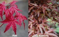 Beni Fushigi Japanese Maple - 1 Gallon Pot -Outlet Drip Mingle Store Japanese Maple Beni Fushigi 5