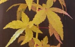 Bihou Yellow Bark Japanese Maple - 3 Gallon Pot 11 Bihou Yellow Bark Japanese Maple - 3 Gallon Pot -Outlet Drip Mingle Store Japanese Maple Bihou Yellow Bark