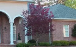 Bloodgood Red Leaf Japanese Maple - 2 Gallon Pot 18 Bloodgood Red Leaf Japanese Maple - 2 Gallon Pot -Outlet Drip Mingle Store Japanese Maple Bloodgood 2 1