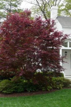 Bloodgood Red Leaf Japanese Maple - 5 Gallon Pot (6-7') -Outlet Drip Mingle Store Japanese Maple Boodgood 20