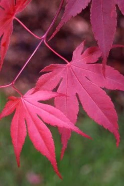 Bloodgood Red Leaf Japanese Maple - 5 Gallon Pot (6-7') -Outlet Drip Mingle Store Japanese Maple Boodgood 22
