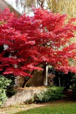 Bloodgood Red Leaf Japanese Maple - 5 Gallon Pot (6-7') -Outlet Drip Mingle Store Japanese Maple Boodgood 23
