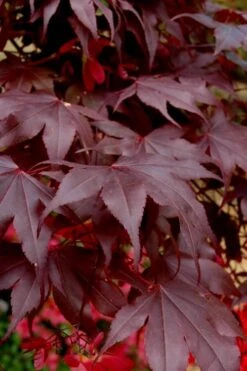 Bloodgood Red Leaf Japanese Maple - 5 Gallon Pot (6-7') -Outlet Drip Mingle Store Japanese Maple Boodgood 24