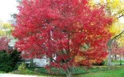 Burgundy Lace Japanese Maple - 5 Gallon Pot -Outlet Drip Mingle Store Japanese Maple Burgundy Lace 1 1
