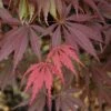 Burgundy Lace Japanese Maple - 2 Gallon Pot -Outlet Drip Mingle Store Japanese Maple Burgundy Lace 2