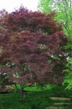 Burgundy Lace Japanese Maple - 5 Gallon Pot -Outlet Drip Mingle Store Japanese Maple Burgundy Lace 4 1