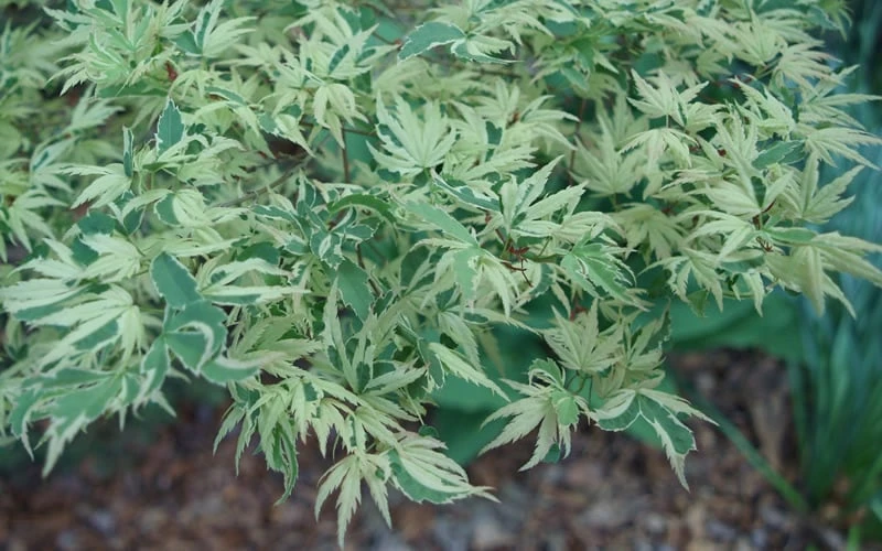 Butterfly Japanese Maple - 3 Gallon Pot 9 Butterfly Japanese Maple - 3 Gallon Pot - Image 7