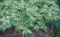 Butterfly Japanese Maple - 1 Gallon Pot -Outlet Drip Mingle Store Japanese Maple Butterfly 3