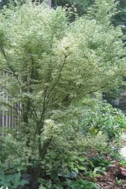 Orido Nishiki Pink Variegated Japanese Maple - 5 Gallon Pot 13 Orido Nishiki Pink Variegated Japanese Maple - 5 Gallon Pot -Outlet Drip Mingle Store Japanese Maple Butterfly 5 2