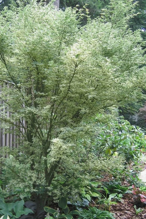 Butterfly Japanese Maple - 3 Gallon Pot 3 Butterfly Japanese Maple - 3 Gallon Pot