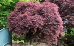 Crimson Queen Dwarf Japanese Maple (High Graft Tree Form) - 1 Gallon Pot 15 Crimson Queen Dwarf Japanese Maple (High Graft Tree Form) - 1 Gallon Pot -Outlet Drip Mingle Store Japanese Maple Crimson Queen 22 1