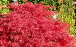 Crimson Queen Dwarf Japanese Maple - 2 Gallon Pot -Outlet Drip Mingle Store Japanese Maple Crimson Queen 51 1