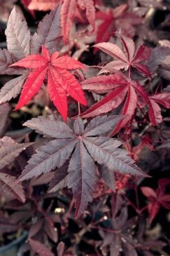 Emperor 1 Japanese Maple - 5 Gallon Pot (6-7') -Outlet Drip Mingle Store Japanese Maple Emperor 1 500x750 1