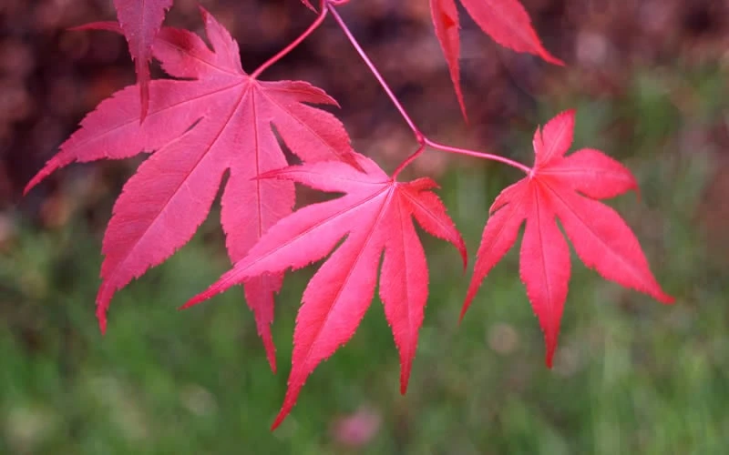 Bloodgood Red Leaf Japanese Maple - 2 Gallon Pot 8 Bloodgood Red Leaf Japanese Maple - 2 Gallon Pot - Image 6