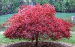 Firefall Lace Leaf Japanese Maple - 1 Gallon Pot -Outlet Drip Mingle Store Japanese Maple Firefall 1 1