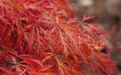 Firefall Lace Leaf Japanese Maple - 5 Gallon Pot -Outlet Drip Mingle Store Japanese Maple Firefall 2