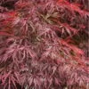 Firefall Lace Leaf Japanese Maple - 5 Gallon Pot -Outlet Drip Mingle Store Japanese Maple Firefall 4