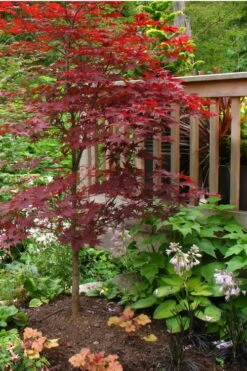 Fireglow Red Leaf Japanese Maple - 2 Gallon Pot -Outlet Drip Mingle Store Japanese Maple Fireglow 500x750 2