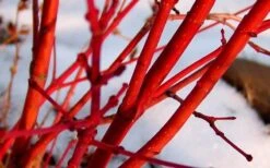 Little Sango' Dwarf Coral Bark Japanese Maple - 5 Gallon Pot -Outlet Drip Mingle Store Japanese Maple Fjellheim 2 1