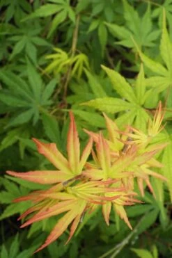 Glowing Embers Japanese Maple - 7 Gallon Pot (7'+) -Outlet Drip Mingle Store Japanese Maple Glowing Embers 6 2