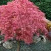 Hana Matoi Pink Leaf Japanese Maple - 6 Gallon Pot -Outlet Drip Mingle Store Japanese Maple Hana Matoi 10 2