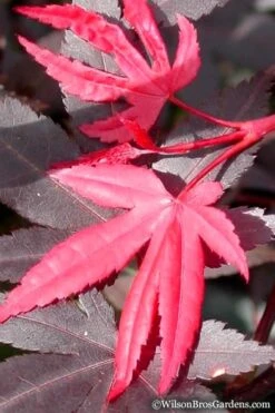 Red 'N Summer Japanese Maple - Acer Palmatum 'Hefner's Red' - 3 Gallon Pot -Outlet Drip Mingle Store Japanese Maple Hefners Red 20