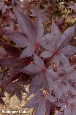Red 'N Summer Japanese Maple - Acer Palmatum 'Hefner's Red' - 3 Gallon Pot -Outlet Drip Mingle Store Japanese Maple Hefners Red 21