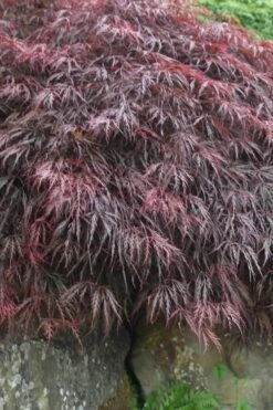 Inaba Shidare Red Japanese Maple - 1 Gallon Pot -Outlet Drip Mingle Store Japanese Maple Inaba Shidare 5