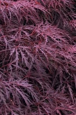 Inaba Shidare Red Japanese Maple - 3 Gallon Pot