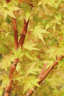 Japanese Sunrise Japanese Maple - 3 Gallon Pot -Outlet Drip Mingle Store Japanese Maple Japanese Sunrise Bark 500x700 1
