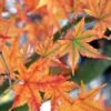 Japanese Sunrise Japanese Maple - 3 Gallon Pot 2 Japanese Sunrise Japanese Maple - 3 Gallon Pot -Outlet Drip Mingle Store Japanese Maple Japanese Sunrise Fall 500x700 1