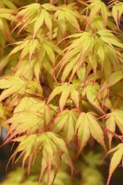 Katsura Japanese Maple - 3 Gallon Pot -Outlet Drip Mingle Store Japanese Maple Katsura 1