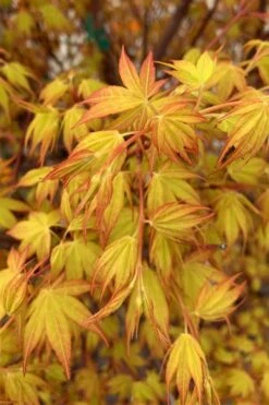 Katsura Japanese Maple - 3 Gallon Pot -Outlet Drip Mingle Store Japanese Maple Katsura 4