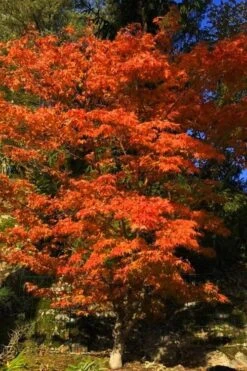 Katsura Japanese Maple - 3 Gallon Pot -Outlet Drip Mingle Store Japanese Maple Katsura 5