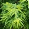 Mikawa Yatsubusa Japanese Maple - 3 Gallon Pot