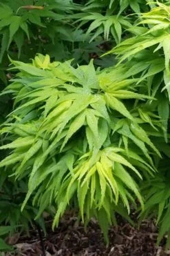 Mikawa Yatsubusa Japanese Maple - 3 Gallon Pot