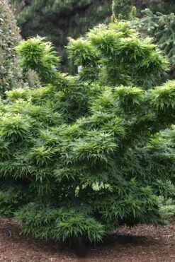 Mikawa Yatsubusa Japanese Maple - 5 Gallon Pot -Outlet Drip Mingle Store Japanese Maple Mikawa Yatsubusa 8