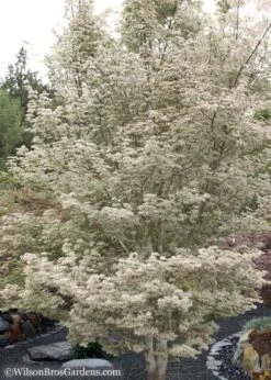 Ukigumo Floating Cloud Ghost Japanese Maple - 3 Gallon Pot (3-4') 13 Ukigumo Floating Cloud Ghost Japanese Maple - 3 Gallon Pot (3-4') -Outlet Drip Mingle Store Japanese Maple Okigumo 15