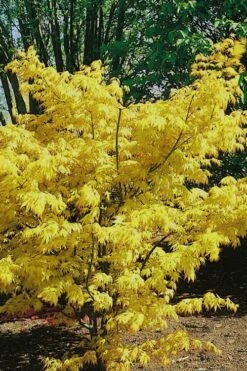 Orange Dream Japanese Maple - 1 Gallon Pot 12 Orange Dream Japanese Maple - 1 Gallon Pot -Outlet Drip Mingle Store Japanese Maple Orange Dream 10 1