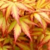 Orange Dream Japanese Maple - 2 Gallon Pot -Outlet Drip Mingle Store Japanese Maple Orange Dream 500x750 1