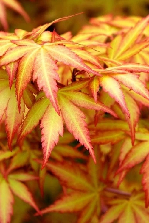 Orange Dream Japanese Maple - 2 Gallon Pot 3 Orange Dream Japanese Maple - 2 Gallon Pot