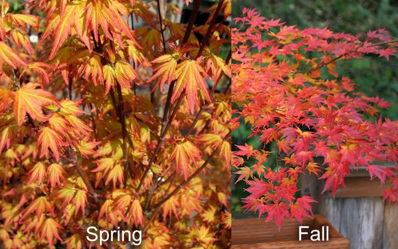 Orange Dream Japanese Maple - 3 Gallon Pot 8 Orange Dream Japanese Maple - 3 Gallon Pot - Image 6